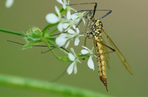Nephrotoma appendiculata